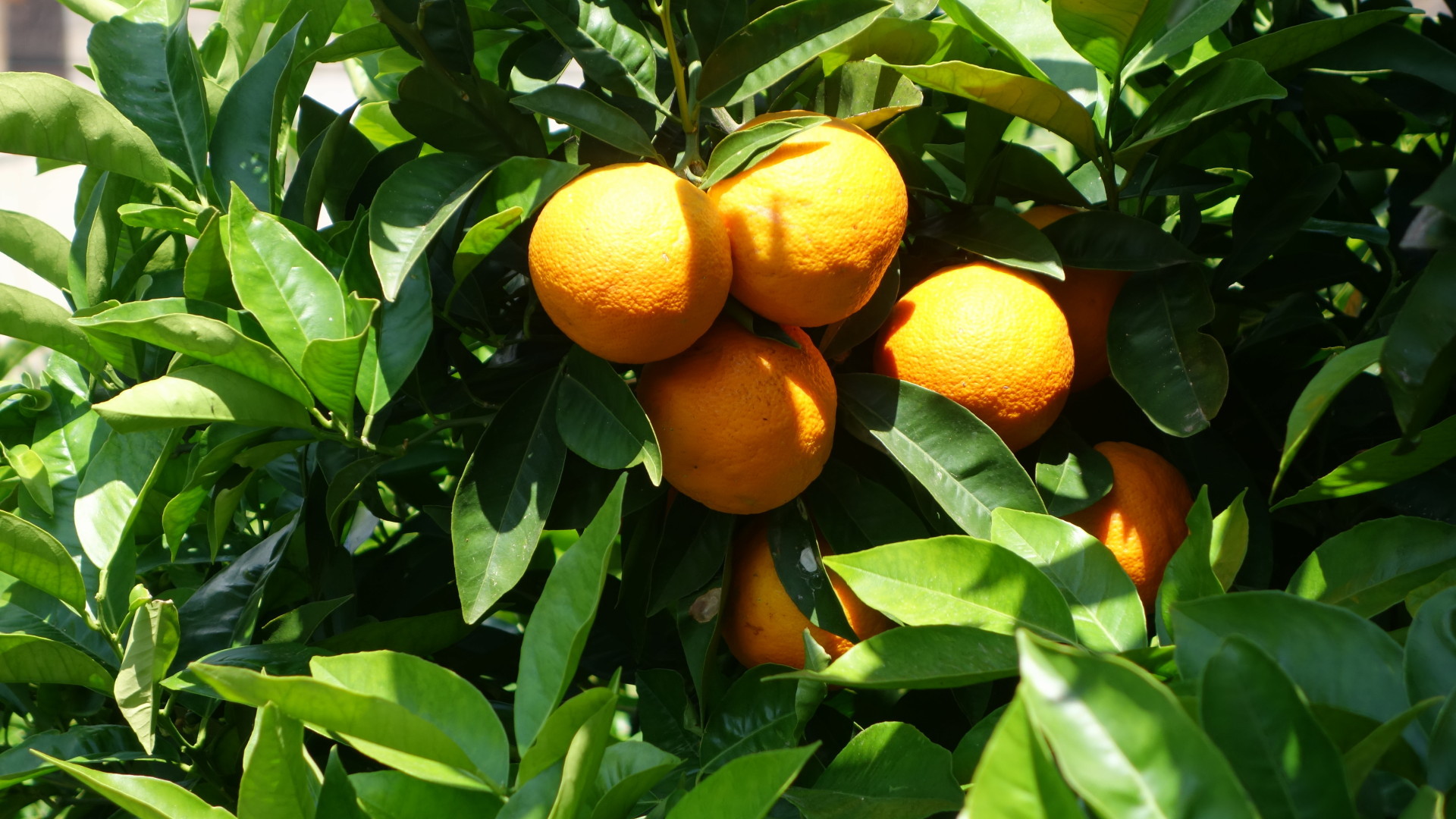 Prächtige Orangen am Baum in einem Hausgarten in Soller