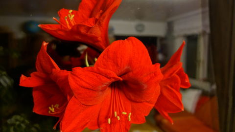 Schönheit: Amaryllis