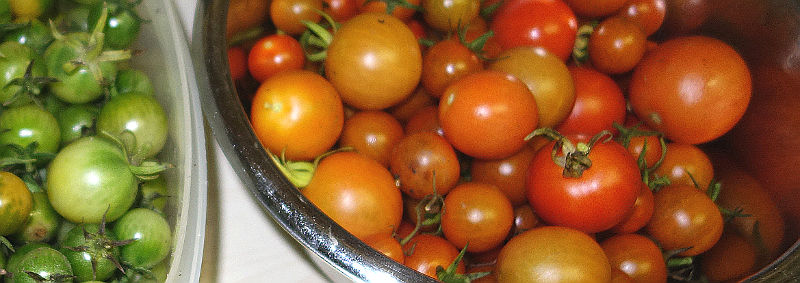 Wunderviele Tomaten